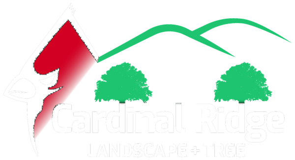 Cardinal Ridge Landscape + Tree
