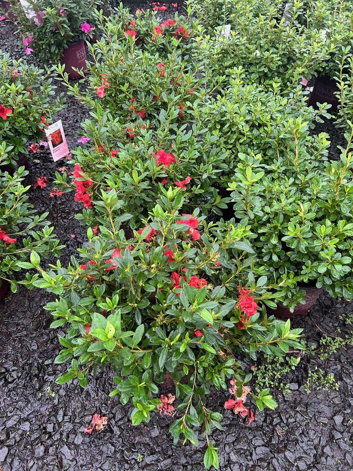Azaleas in bloom in fresh mulch