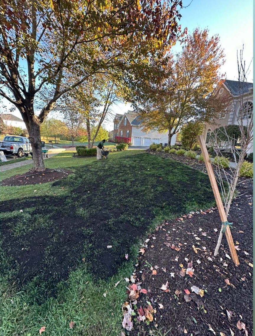 Newly planted tree with a fresh mulch ring