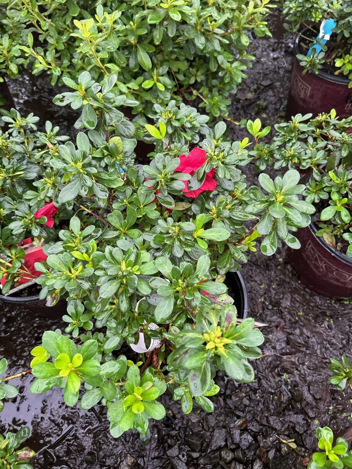 Close view of new plantings set in fresh mulch