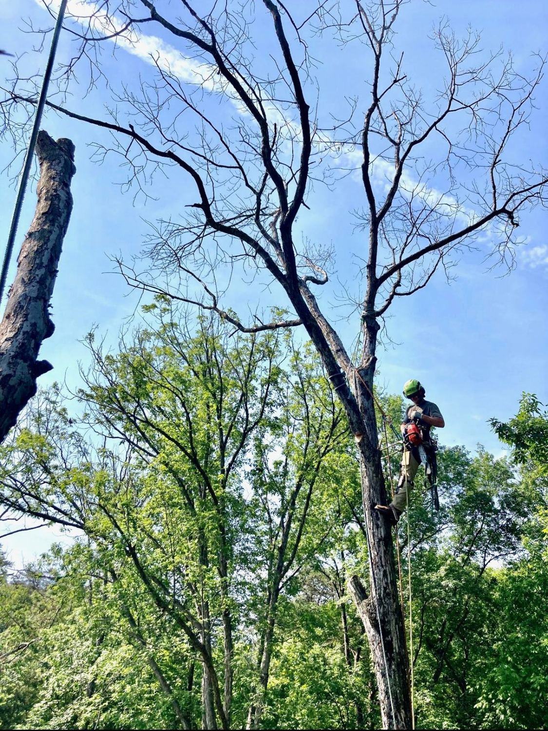 Climber rigging a dead tree for safe sectional removal