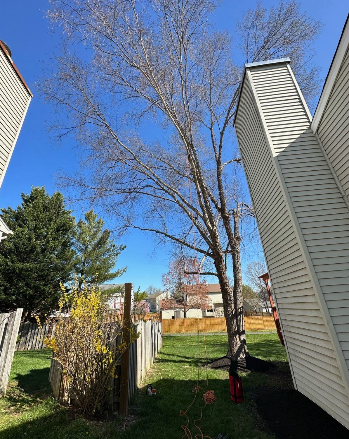 Large tree removal rigged between two homes