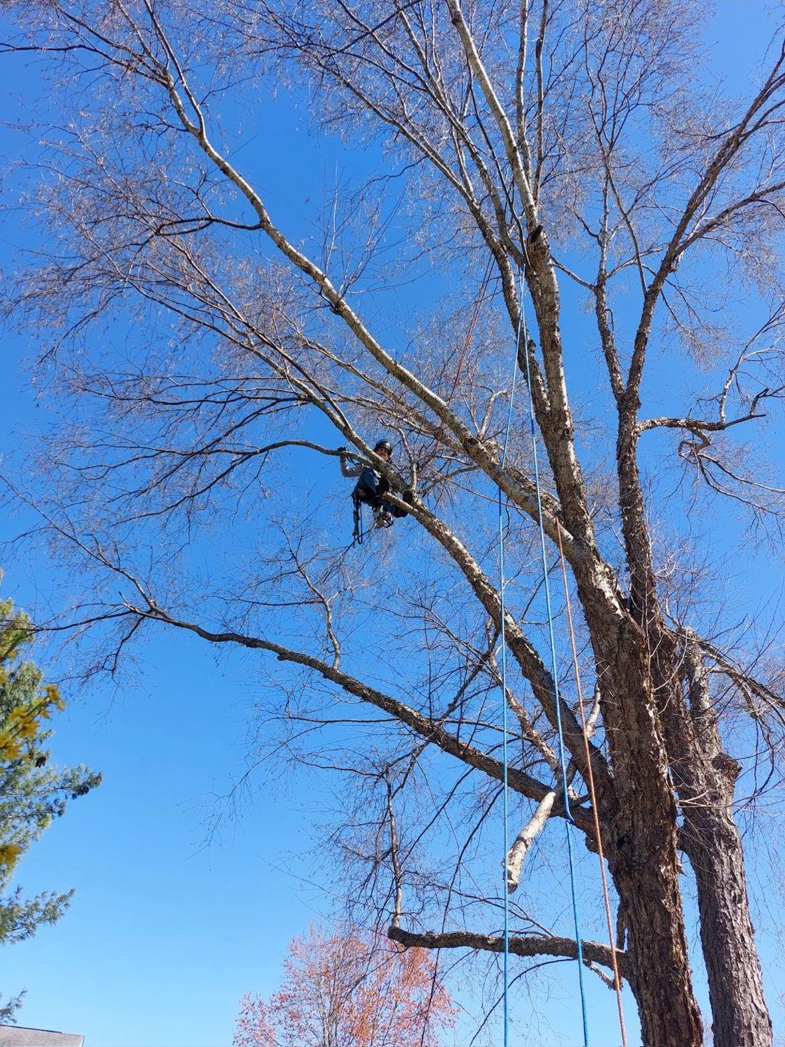 Precision crown pruning of a mature tree
